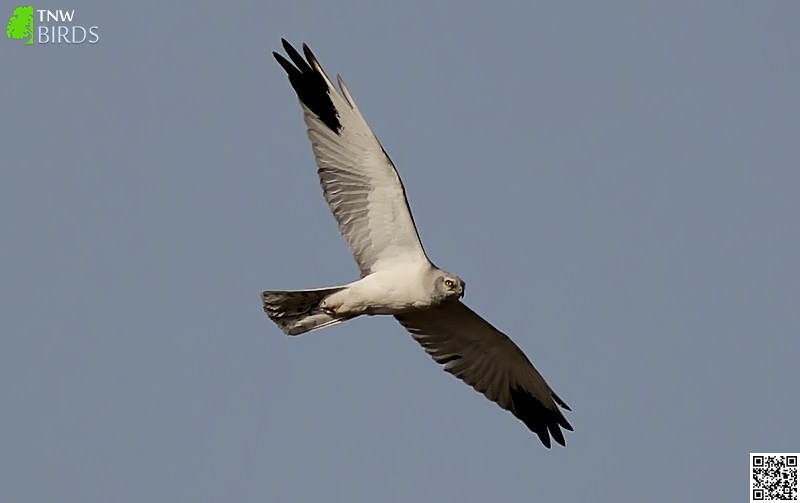 Pallid Harrier